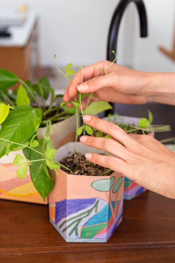 Pop Up Pot ' Yonder' Small