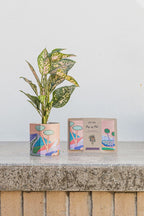 Pop Up Pot ' Yonder' Small